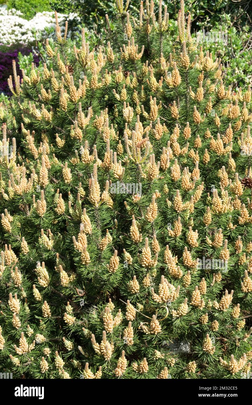 Mugo Pine, Pinus mugo 'Laurin' tree Stock Photo