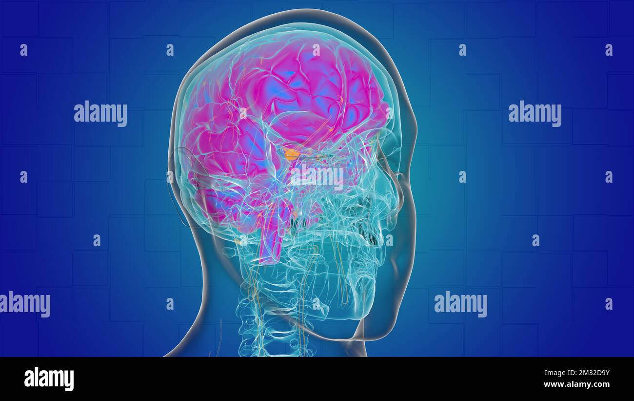 Human brain anatomy for medical concept 3D illustration Stock Photo - Alamy