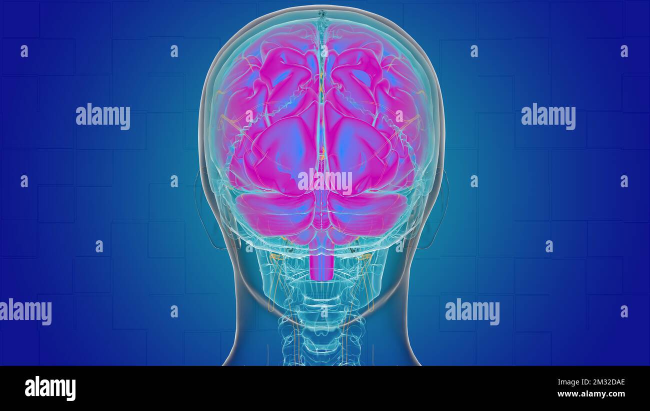 Human brain anatomy for medical concept 3D illustration Stock Photo - Alamy