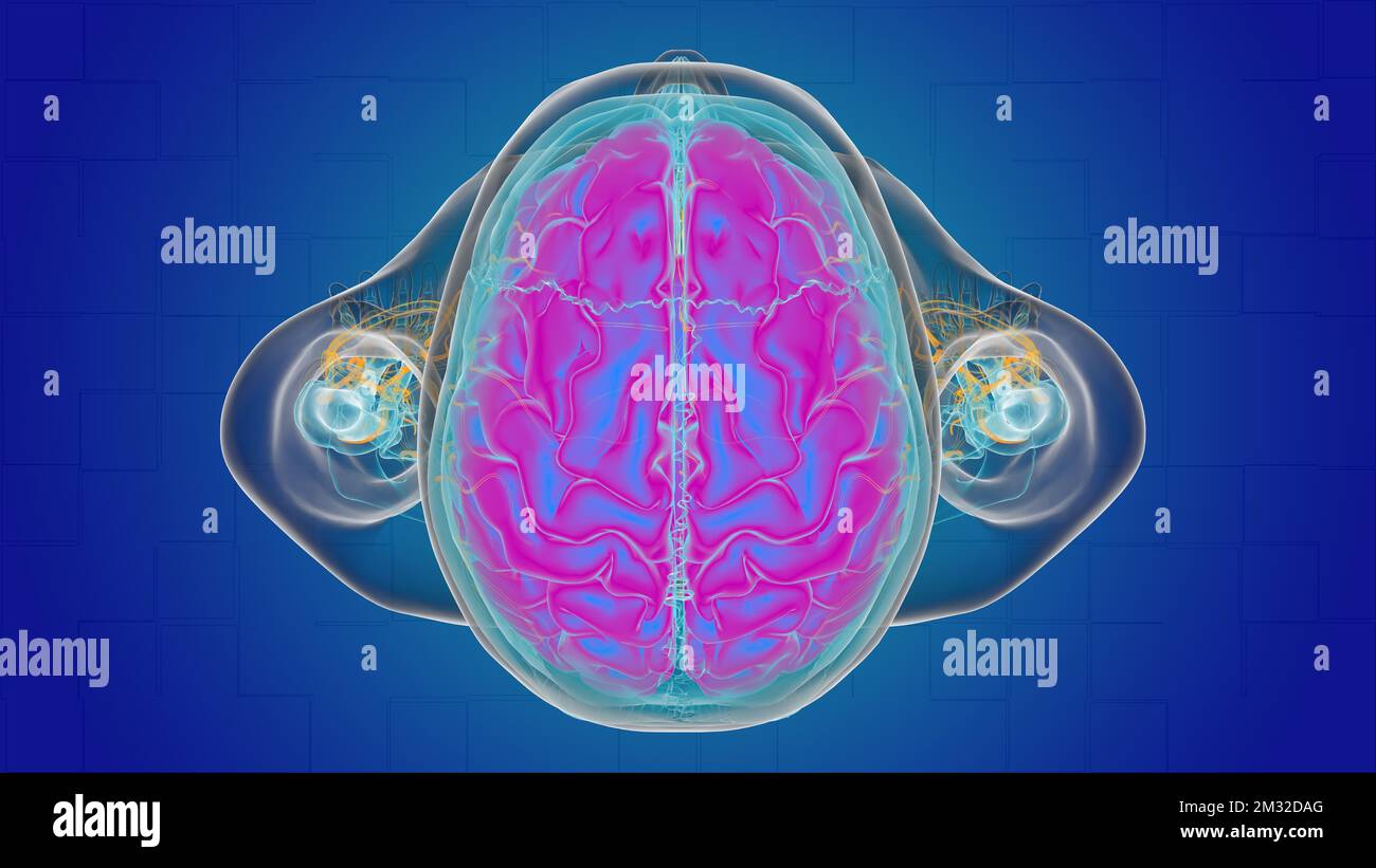 Human brain anatomy for medical concept 3D illustration Stock Photo - Alamy