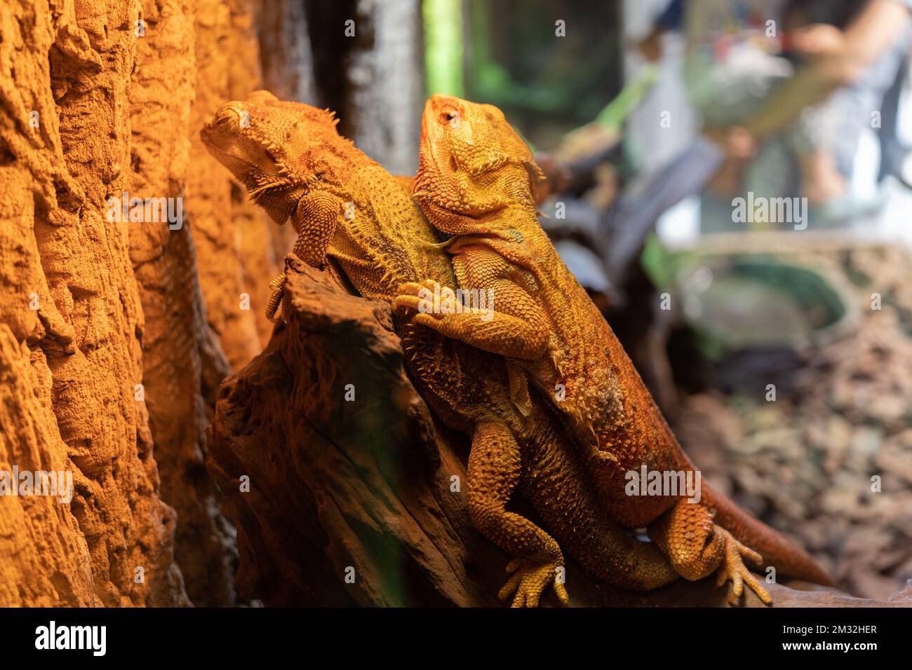 Bearded Dragons Mating Bearded Dragons Mating