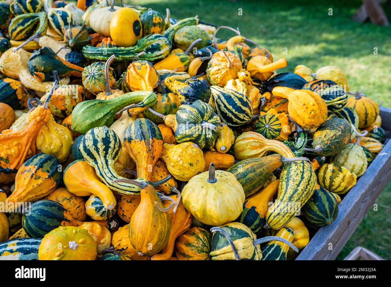 A stack of fresh colorful pumpkin and squash after harvest Stock Photo ...