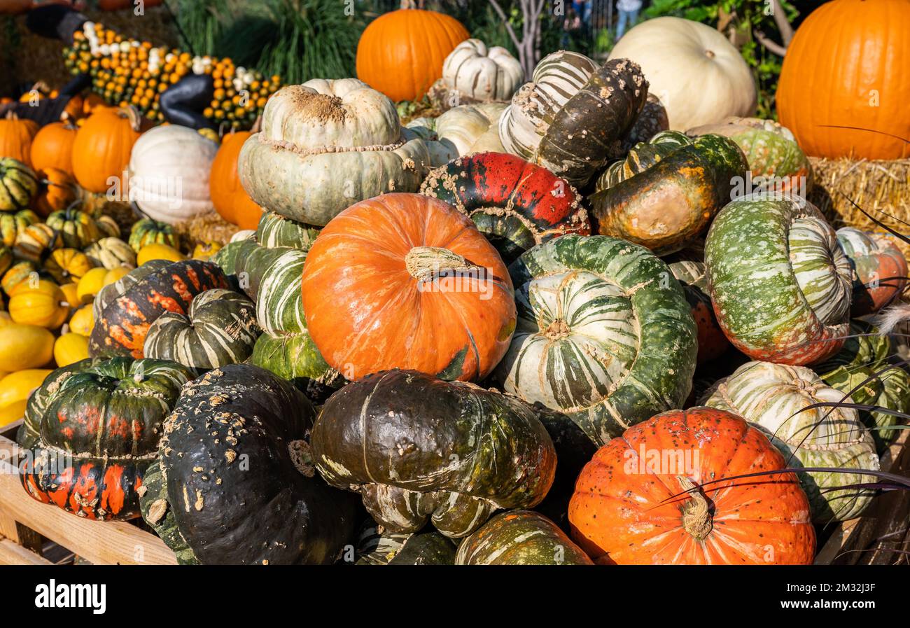 A stack of fresh colorful pumpkin and squash after harvest Stock Photo ...