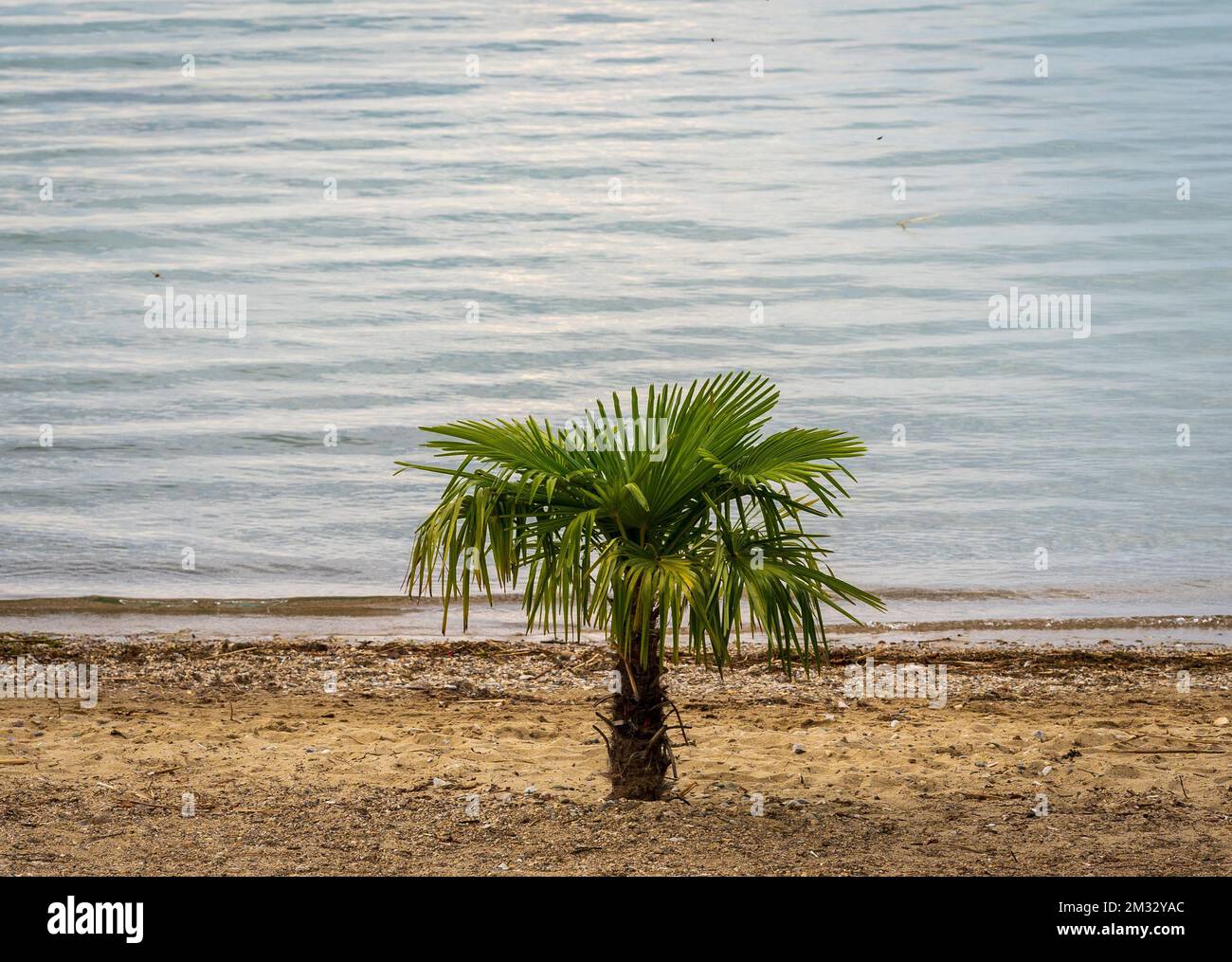 A palm tree on the sandy beach Stock Photo - Alamy