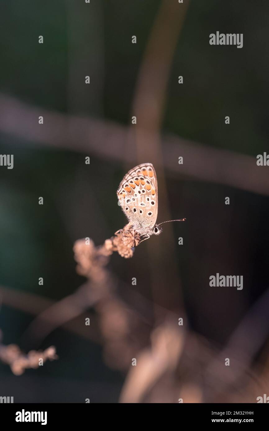 Brown argus butterfly Arisia agestis sitting on a wild flower Stock Photo