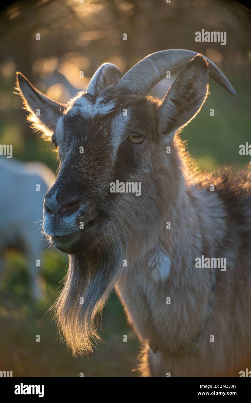 when is chinese new year 2027 animal