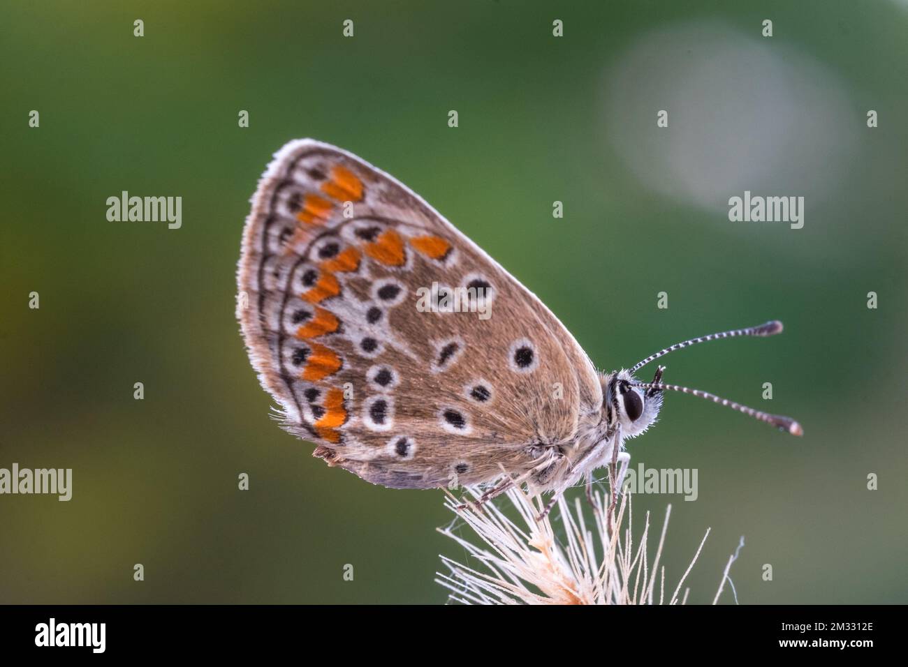 Brown argus butterfly Arisia agestis sitting on a wild flower Stock Photo
