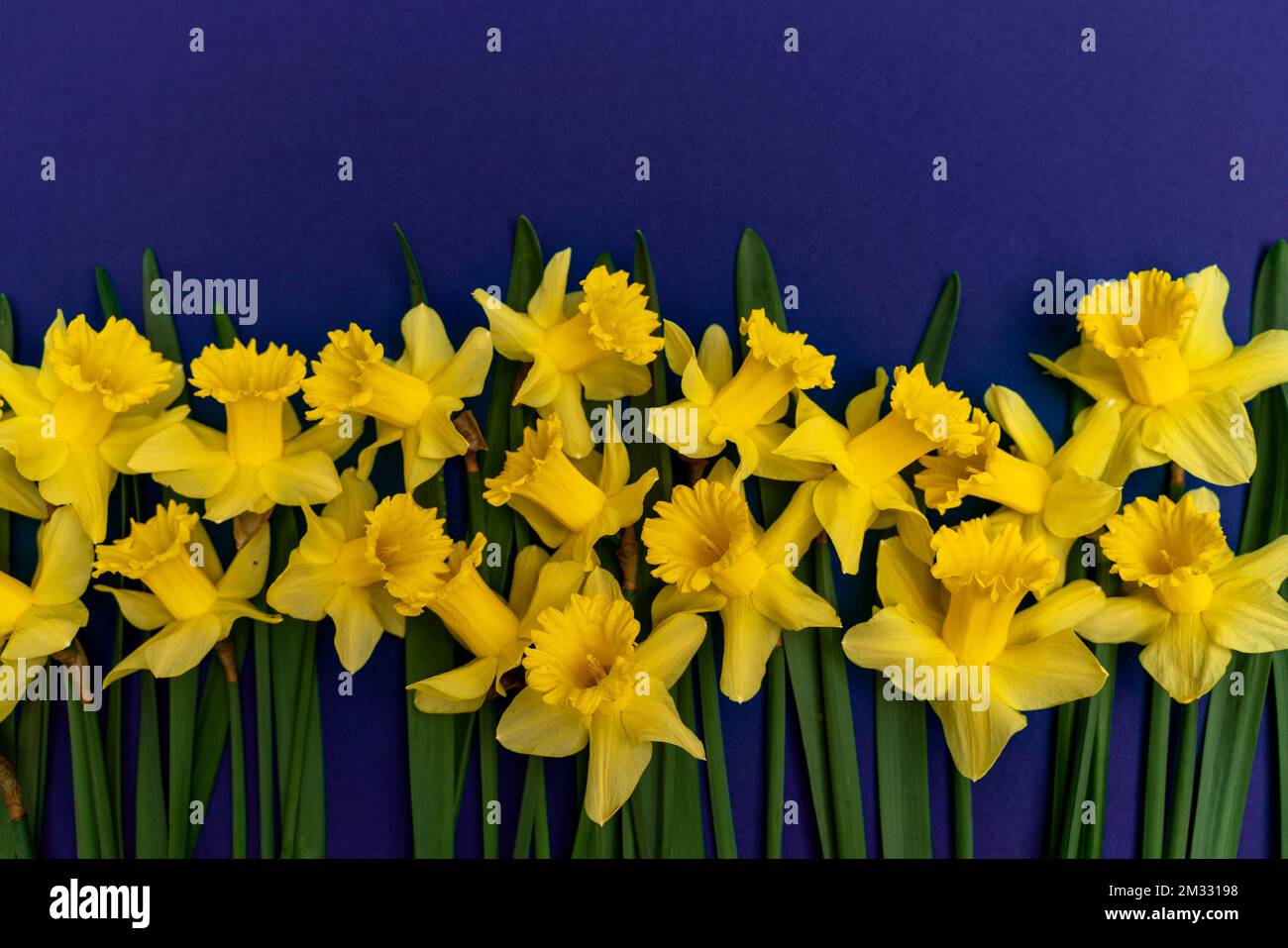 large bouquet of yellow daffodils on an indigo background. Copy space. Can be used as a card, background for screensavers Stock Photo