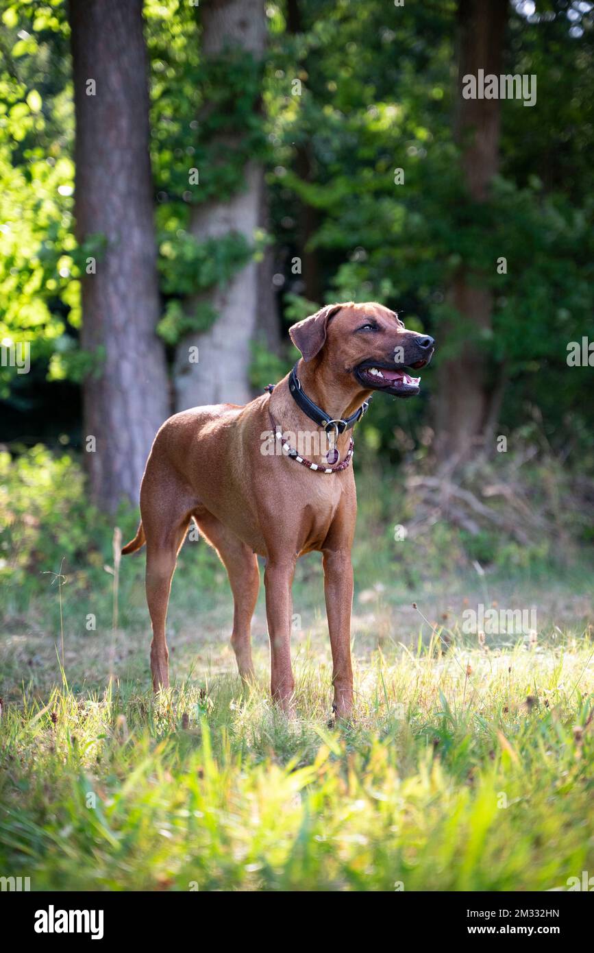 A beautiful view of a Rhodesian Ridgeback in the park Stock Photo - Alamy