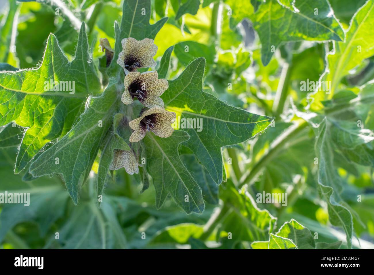 Belladonna medicinal plant, flowers and leaves close-up in backlight. Atropa belladonna is a Latin name. It is used as a painkiller. Stock Photo