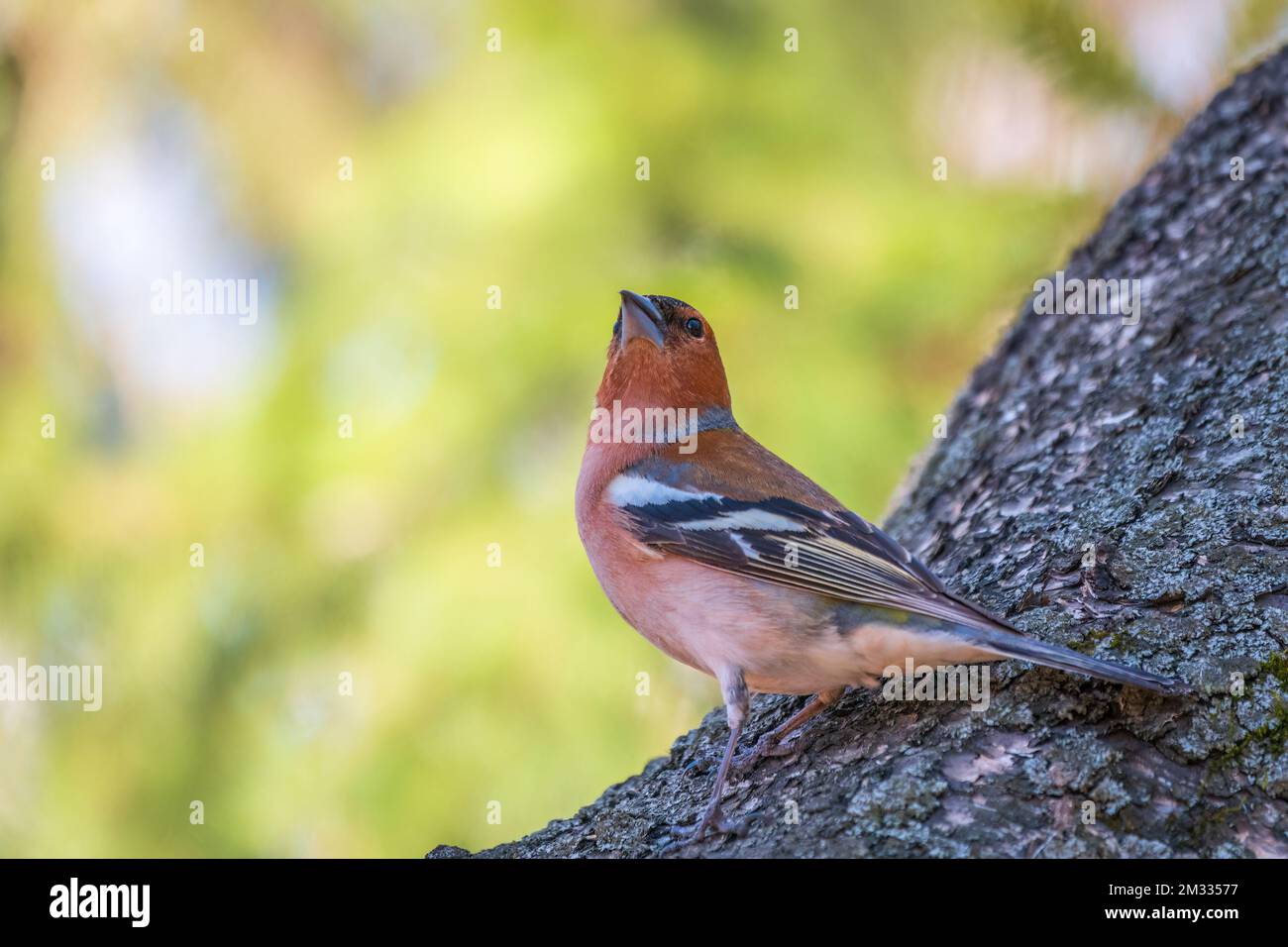 Common chaffinch sits on a tree. Beautiful songbird Common chaffinch in wildlife. The common chaffinch or simply the chaffinch, latin name Fringilla c