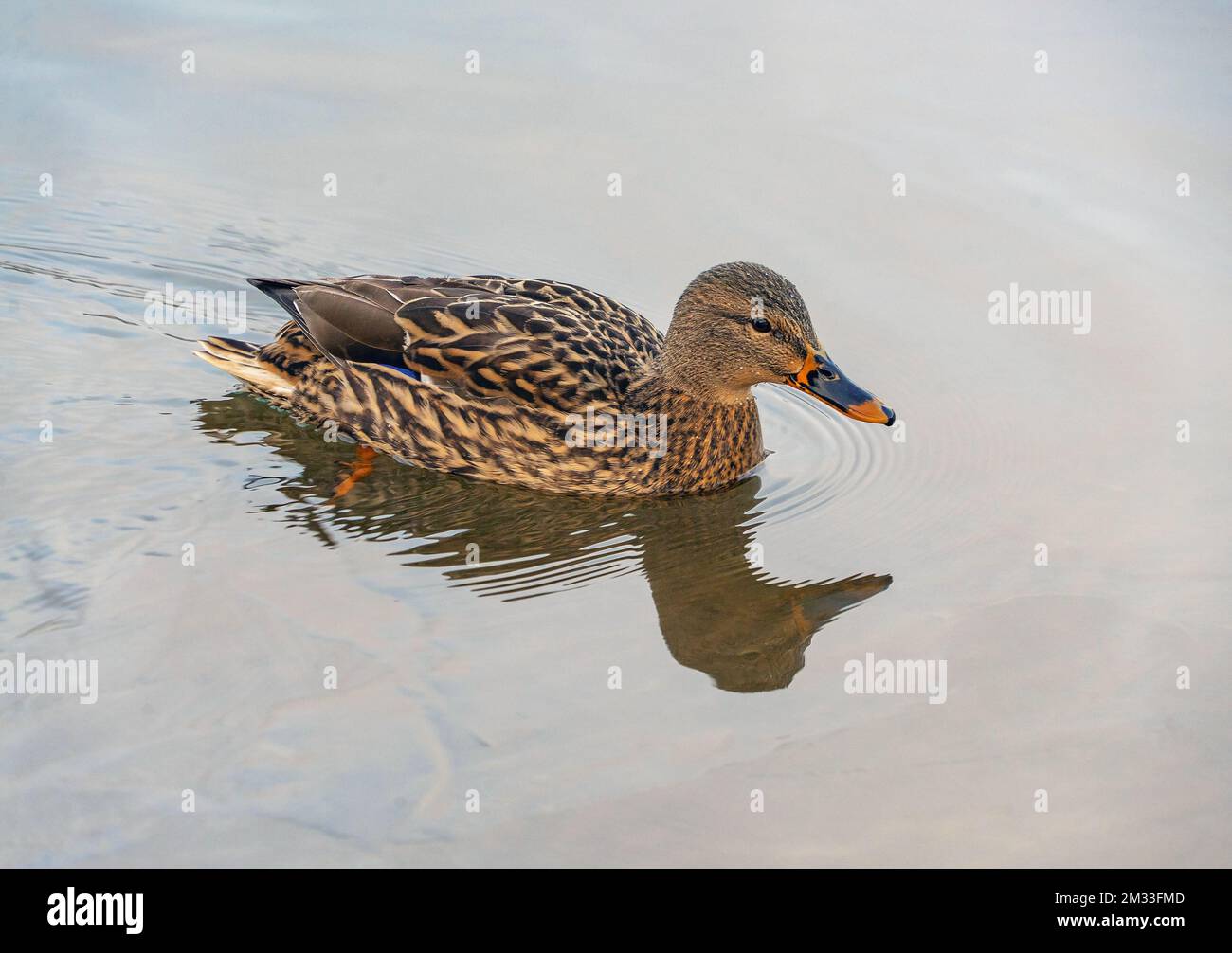 Beautiful duck on pond hi-res stock photography and images - Alamy