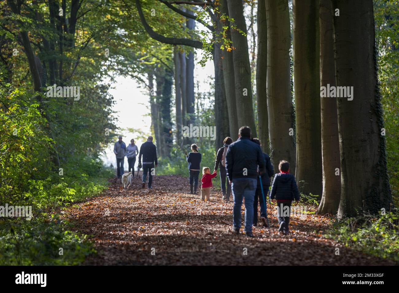 Illustration picture shows people enjoying a walk in the sunny autumn weather at the Speelbos Vossenhol woods in Bertem, Saturday 07 November 2020. BELGA PHOTO NICOLAS MAETERLINCK  Stock Photo
