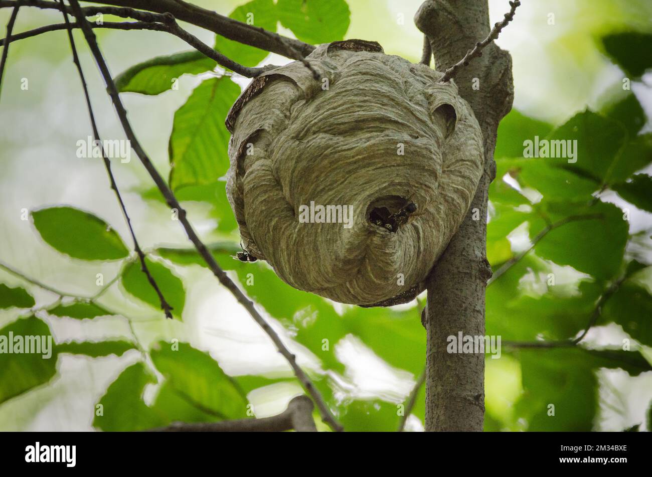 Arbre de branches hires stock photography and images Alamy — free download