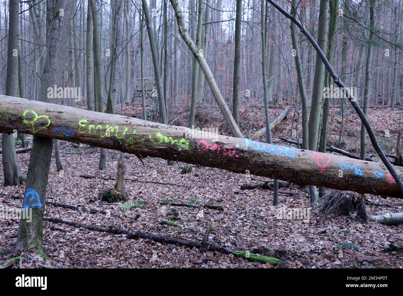 Windbruch - gebrochener Stamm einer Kiefer ist mit Farbe bemalt, Nordrhein-Westfalen, Deutschland, Brühl Stock Photo