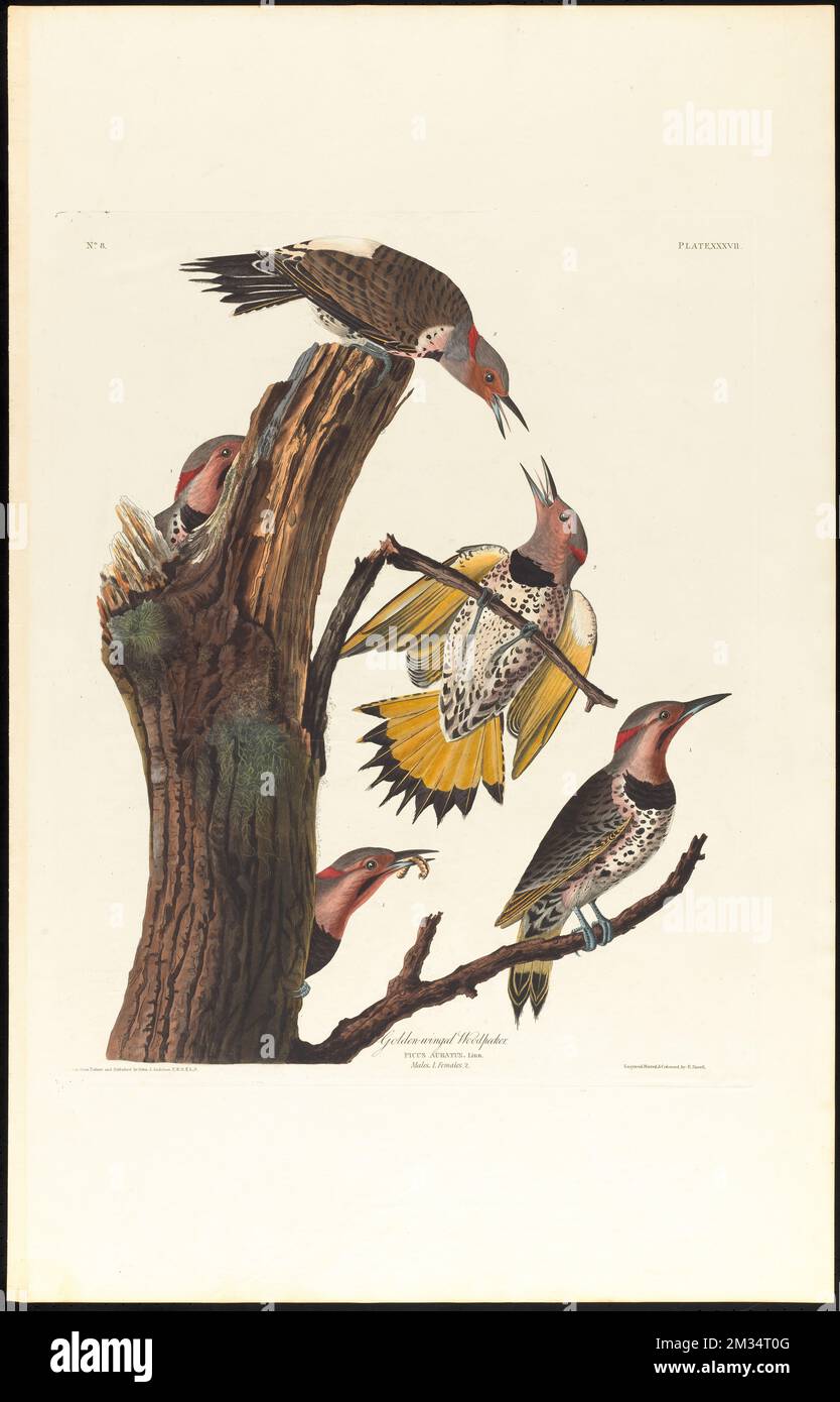 Golden-winged woodpecker : Picus auratus, Linn. Males, 1. Females, 2. c.1 v.1 plate 37 , Woodpeckers, Colaptes auratus. The Birds of America- From Original Drawings by John James Audubon Stock Photo