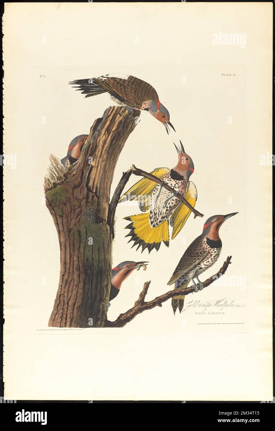 Gold-winged woodpecker : Male, 1. F, 2. Picus auratus. c.2 v.1 plate 37 , Woodpeckers, Colaptes auratus. The Birds of America- From Original Drawings by John James Audubon Stock Photo