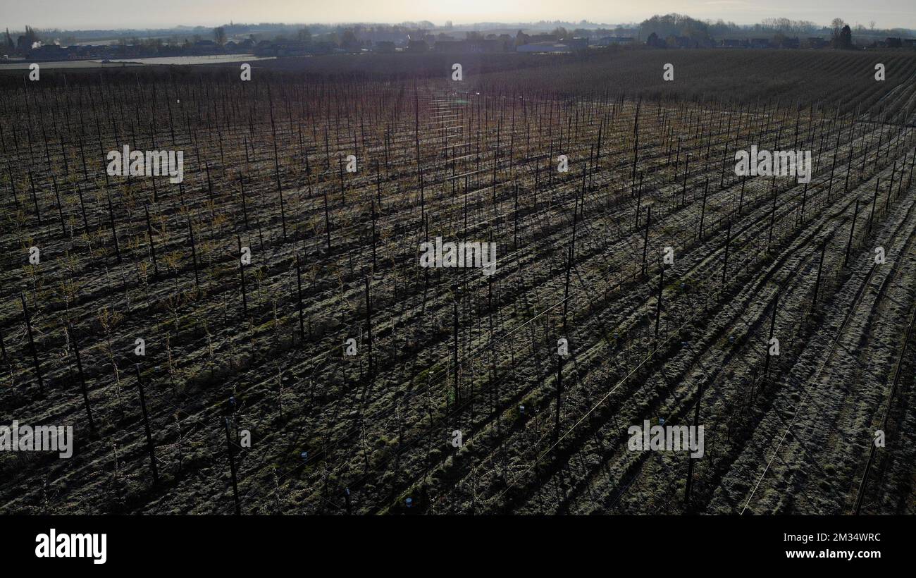 Illustration shows aerial vieuw of fruits trees, here cherry trees, in the farm Les Hetres in Rosoux-Crenwick, Tuesday 13 April 2021. BELGA PHOTO ERIC LALMAND Stock Photo