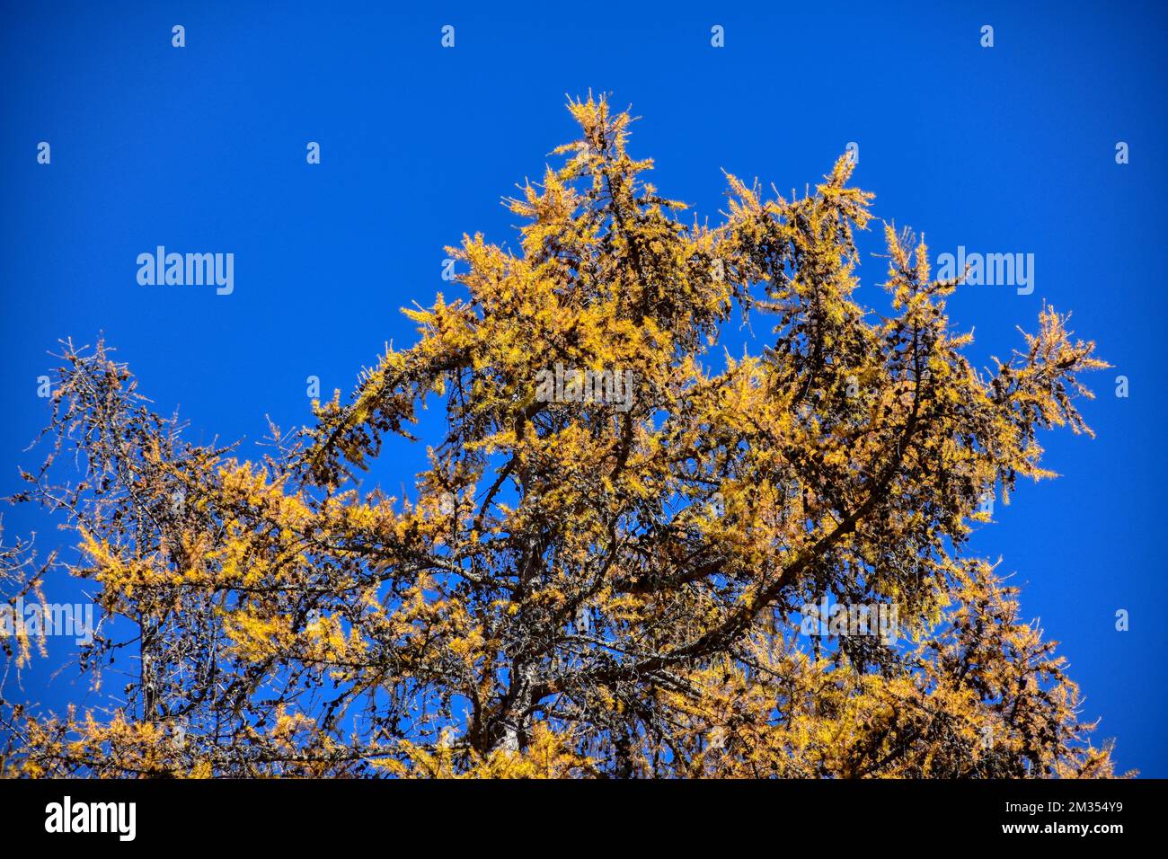 Lärche, Baum, Herbst, Nadeln, Kreislauf, Jahreskreislauf, Jahreszeit, Wald, Klima, Klimawandel, CO2, Stamm, Baumstamm, Ast, Äste, Zweig, Zweige, Natur Stock Photo