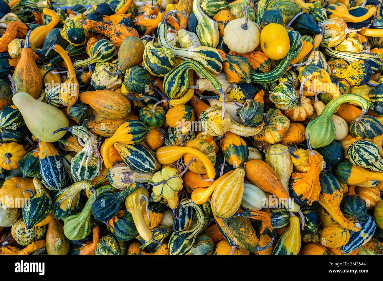 A pile of colorful pumpkins under the rays of the sun Stock Photo - Alamy