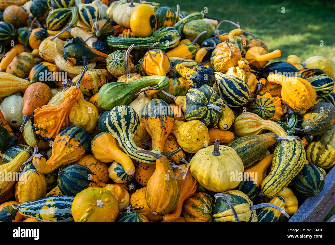 A pile of colorful pumpkins under the rays of the sun Stock Photo - Alamy
