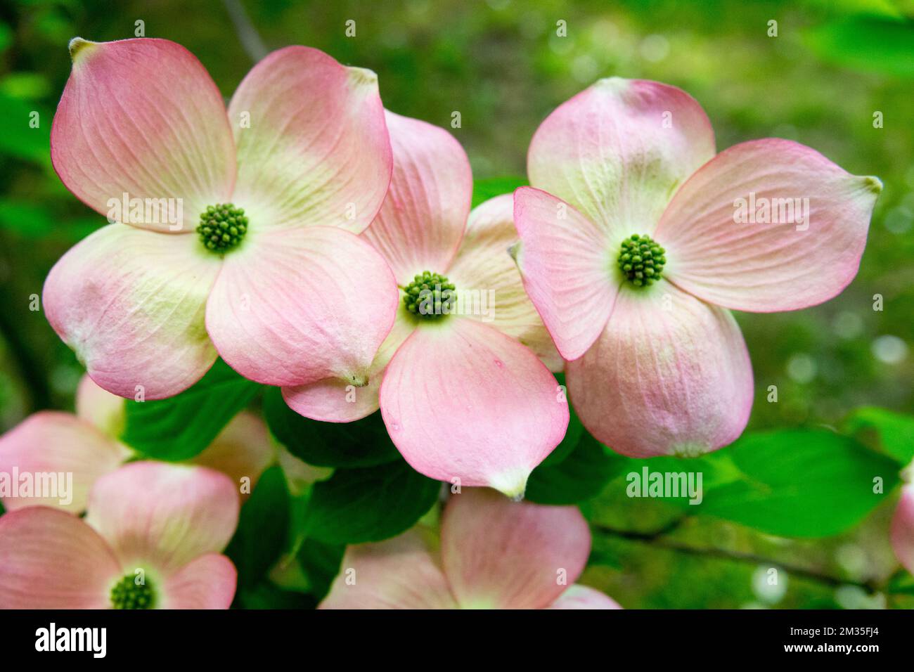 Cornus × rutgersensis Flowering dogwood Cornus Pink, Flower Cornus 'Stellar Pink' Bloom Flowering Light Pink Dogwood Flowers Blooming Bright Blooms Stock Photo