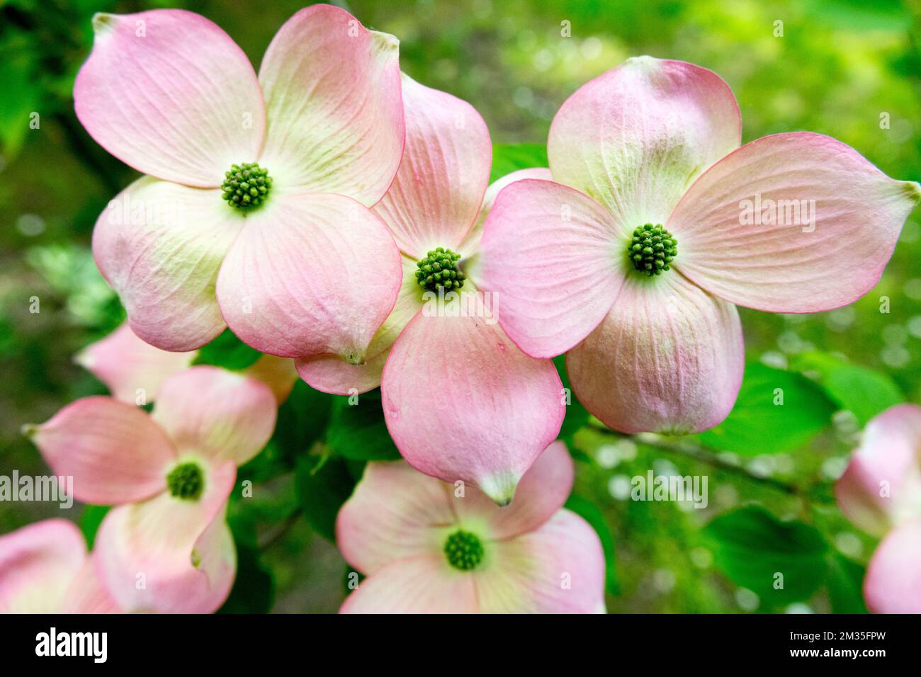 Flowering dogwood, Cornus x rutgersensis, 'Rutgan', Dogwood, Pink, Bloom in Spring Cornus rutgersensis Stock Photo
