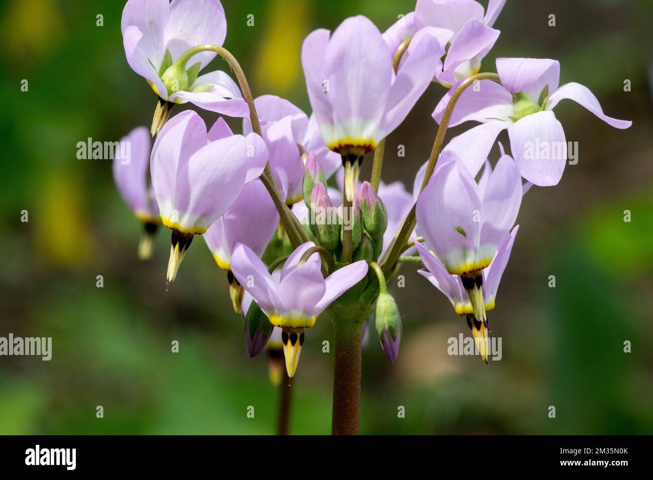 Lowland Shooting Star, Dodecatheon clevelandii, Bloom, Close up, Flower Stock Photo