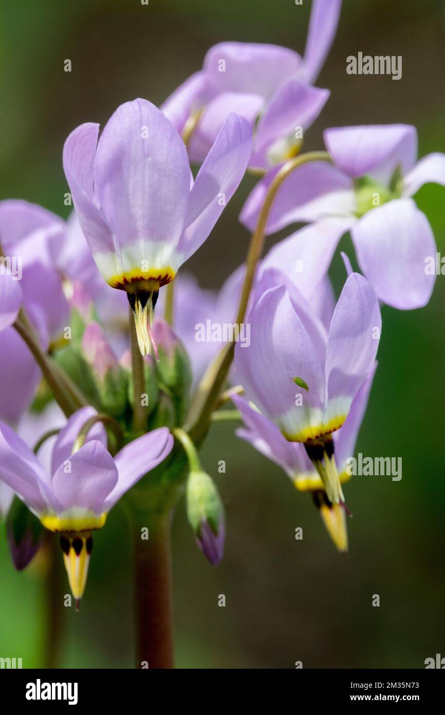 Dodecatheon clevelandii, Blooming, Flower Stock Photo