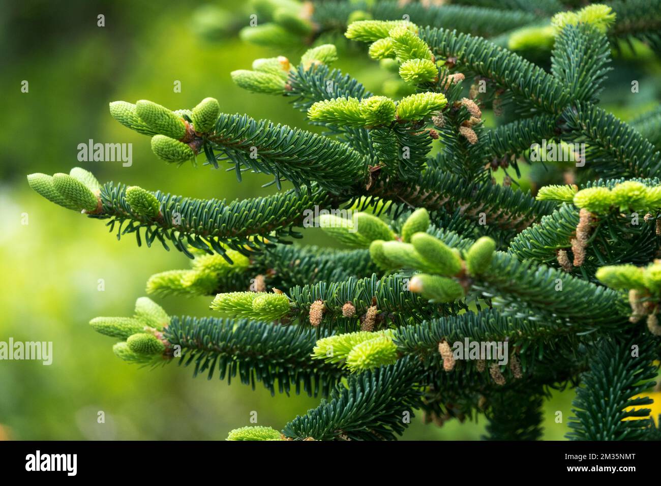Spring, Conifer, Branches, Abies numidica, Algerian Fir Stock Photo