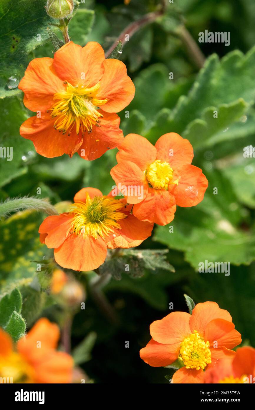 Orange, Avens, Geum 'Orange Queen', Bloom, Flower Stock Photo
