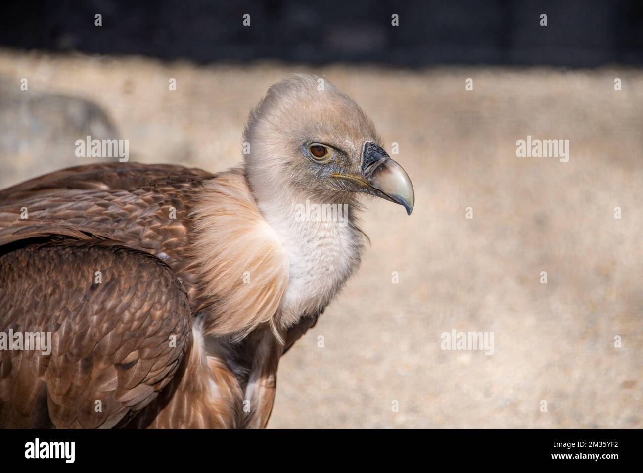 Body part of a vulture with beige and brown feathers Stock Photo