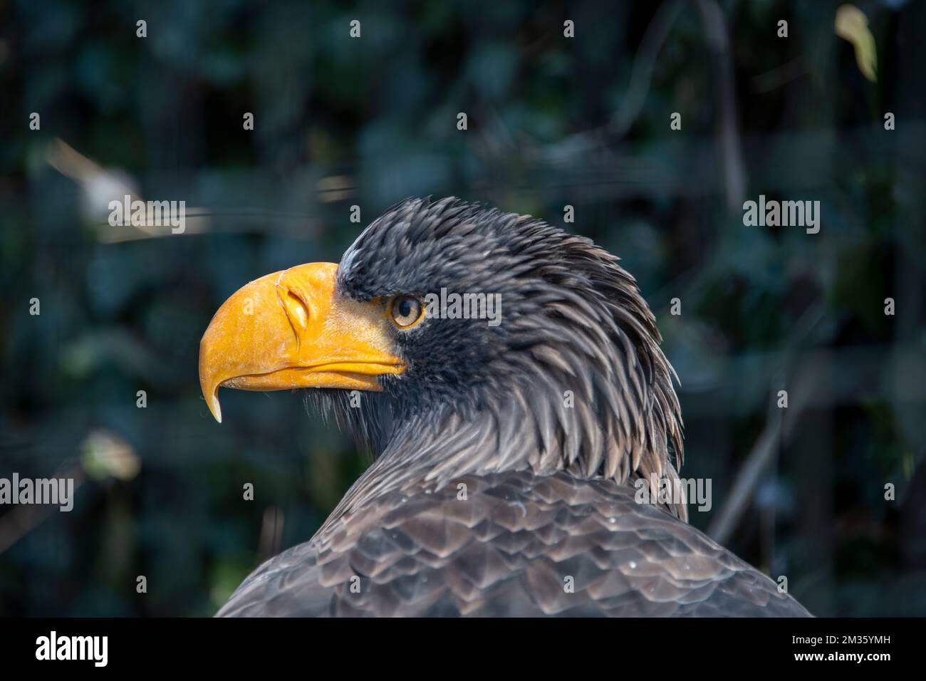 Headshot of an eagle with black feathers and yellow beak Stock Photo