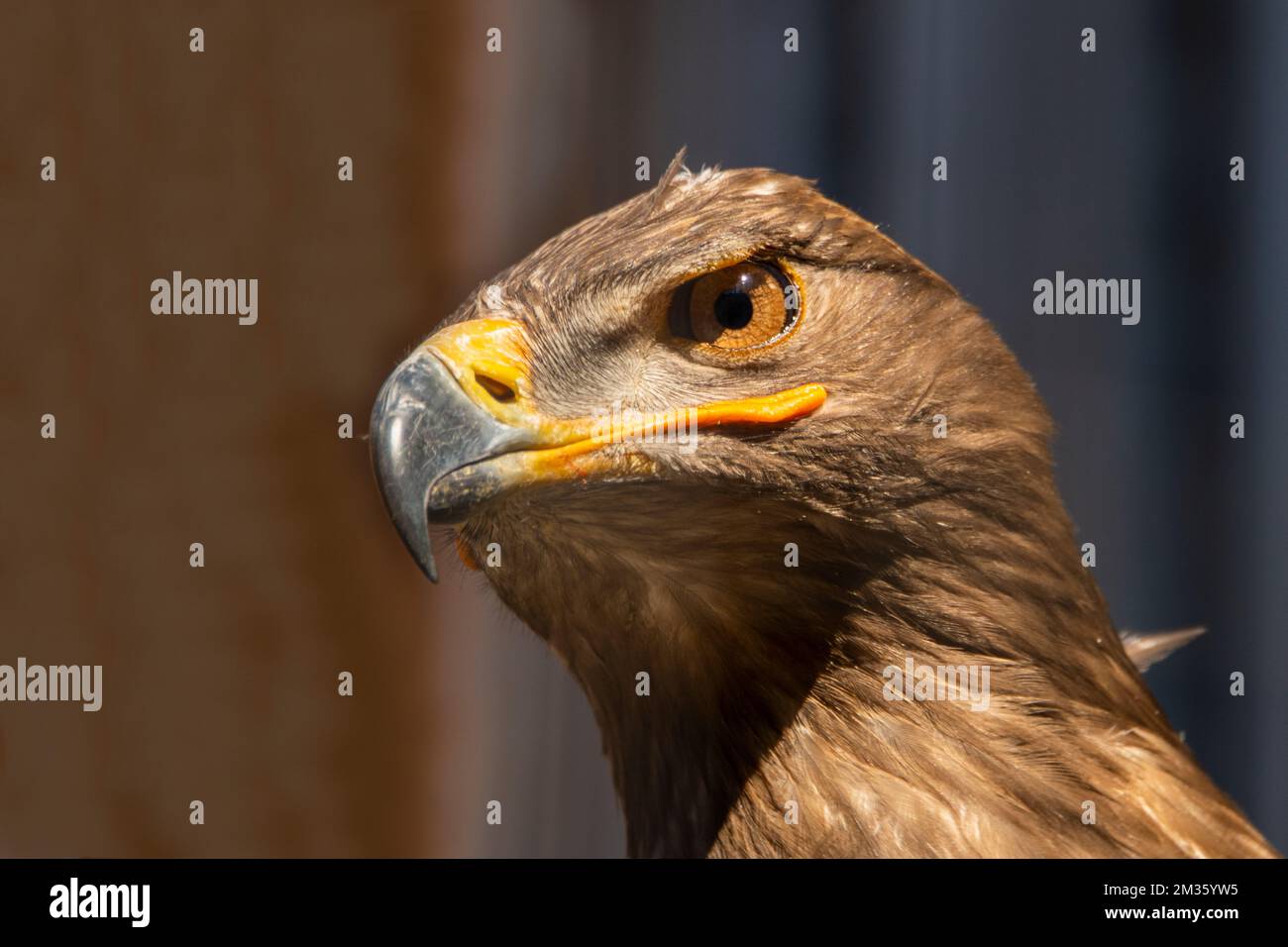 Headshot of a falcon bird with  brown feathers and yellow beak Stock Photo