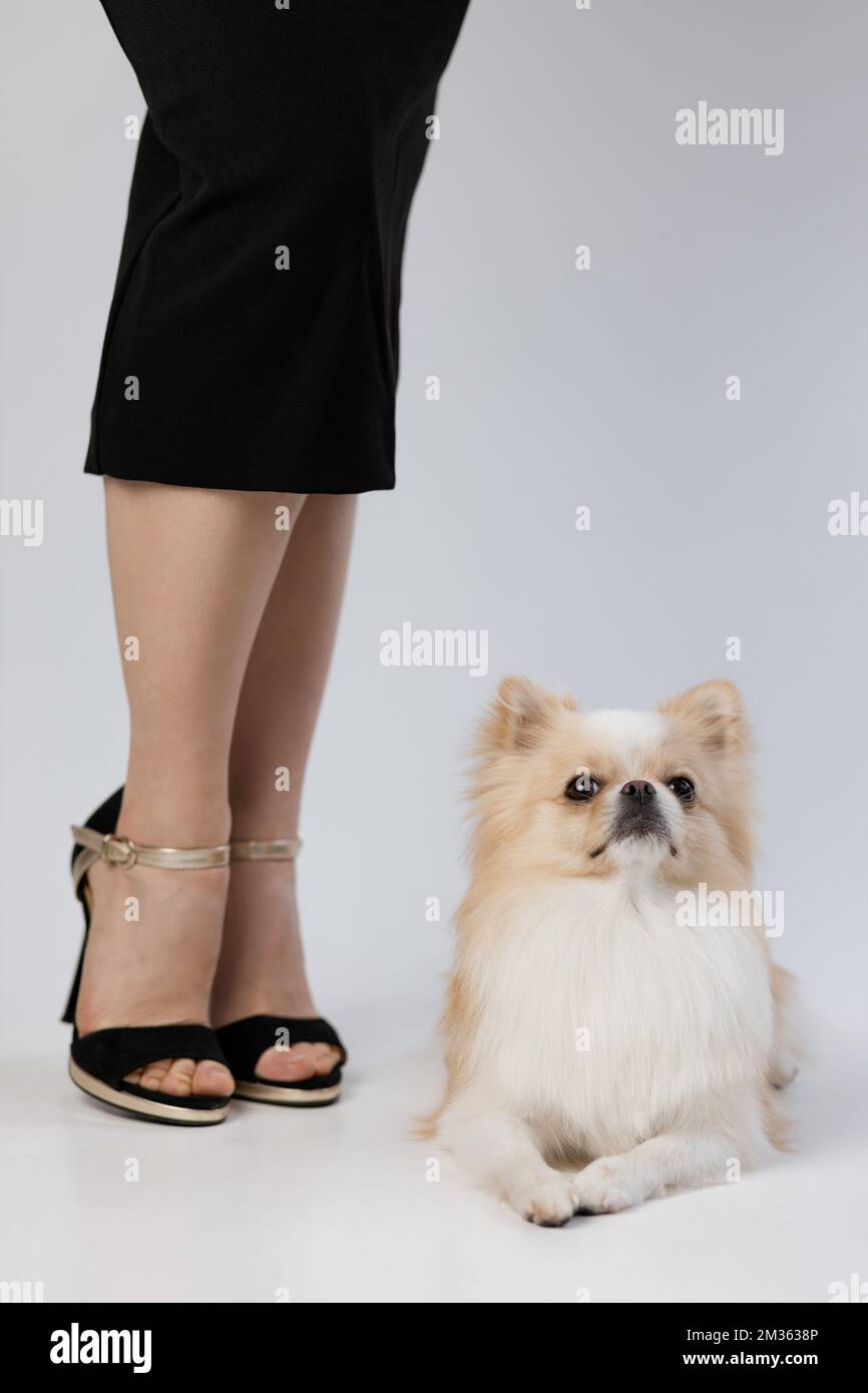 A chihuahua sits at the feet of a girl in black shoes and a black dress on a white background and looks at the camera Stock Photo