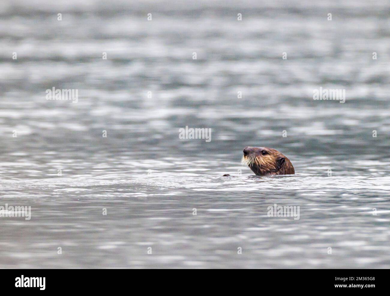 Northern Sea Otter; Valdez Arm; Prince William Sound; Valdez; Alaska; USA Stock Photo