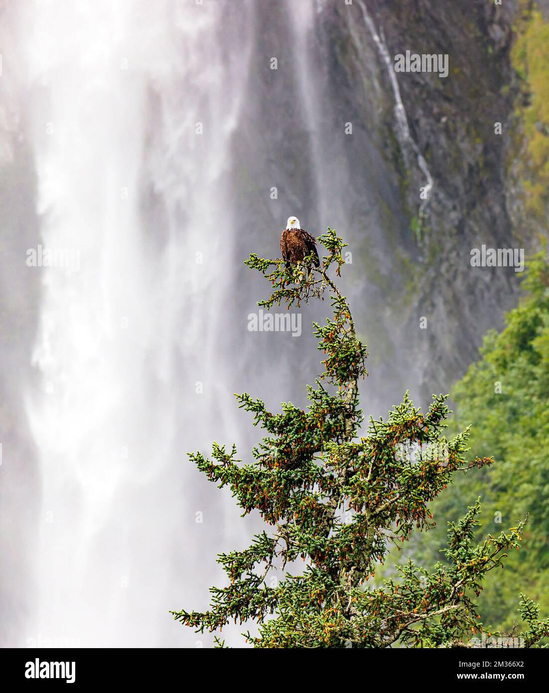 Bald Eagle; Valdez Arm; Prince William Sound; Valdez; Alaska; USA Stock Photo
