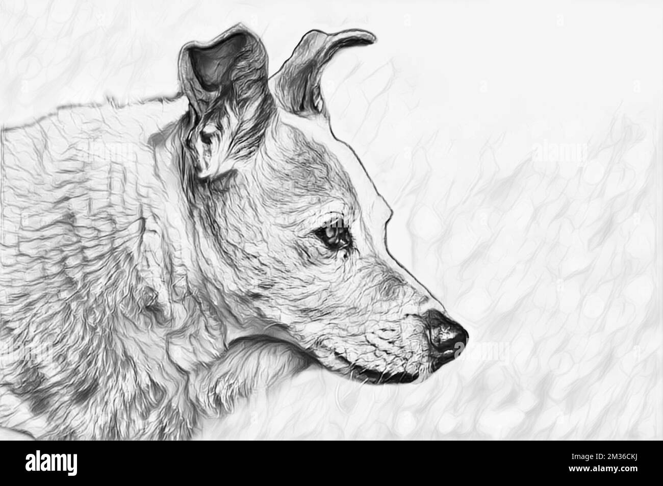 Dog:  Jack Russell crossed with Corgi.  Black and white sketch / pencil drawing style image. Stock Photo