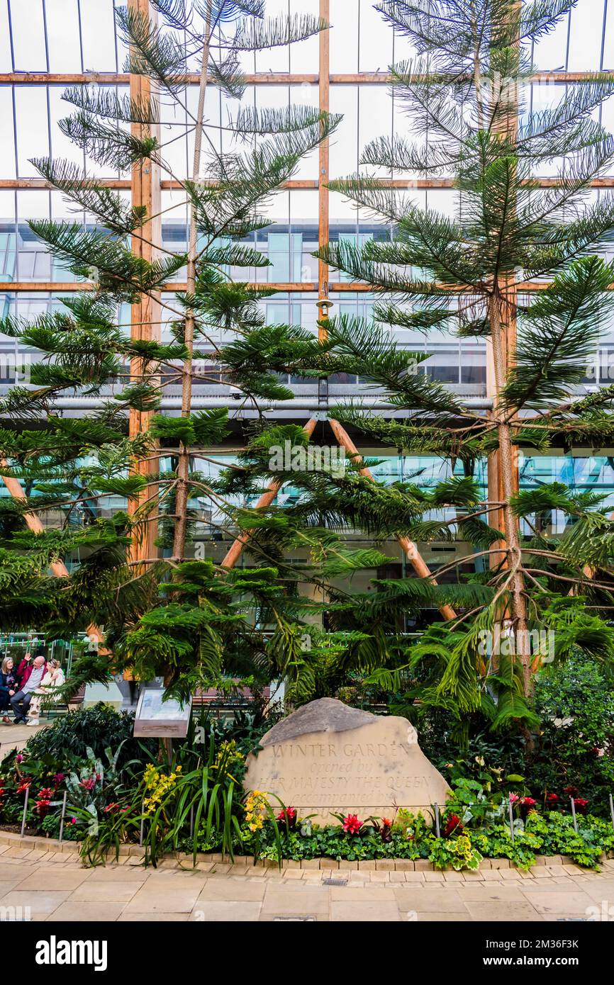 Two specimens of Norfolk Island pine next to a rock with the engraved legend 'Winter Garden opened by Her Majesty The Queen, accompanied by the Duke o Stock Photo