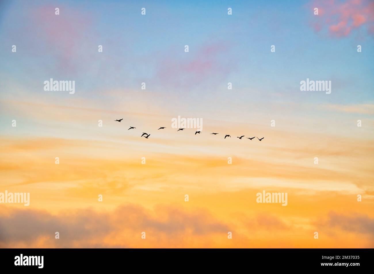 A flock of birds flying against the golden sunset sky with clouds in ...