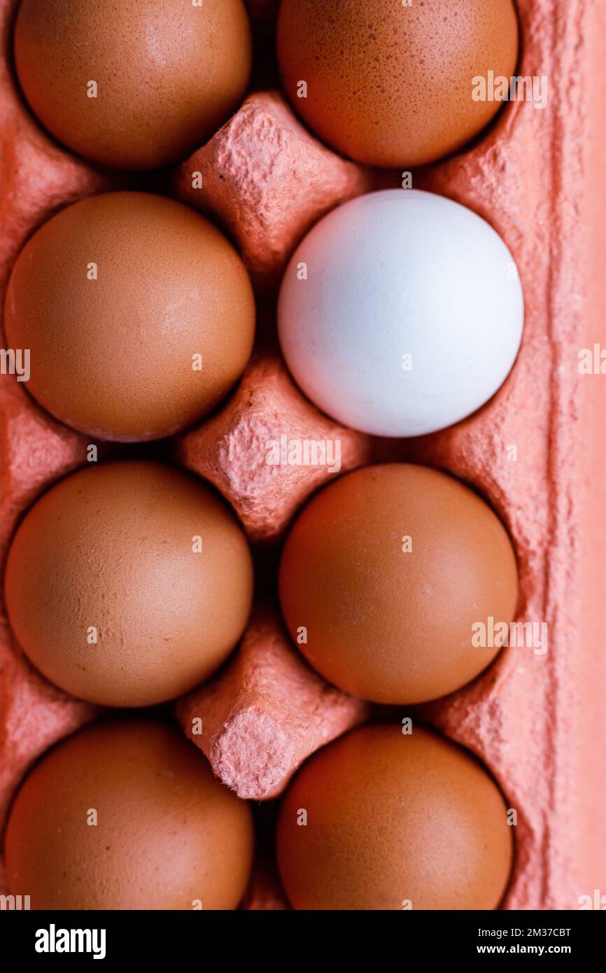 Open egg box with ten brown eggs close up view. Fresh organic chicken eggs in carton pack or egg container Stock Photo