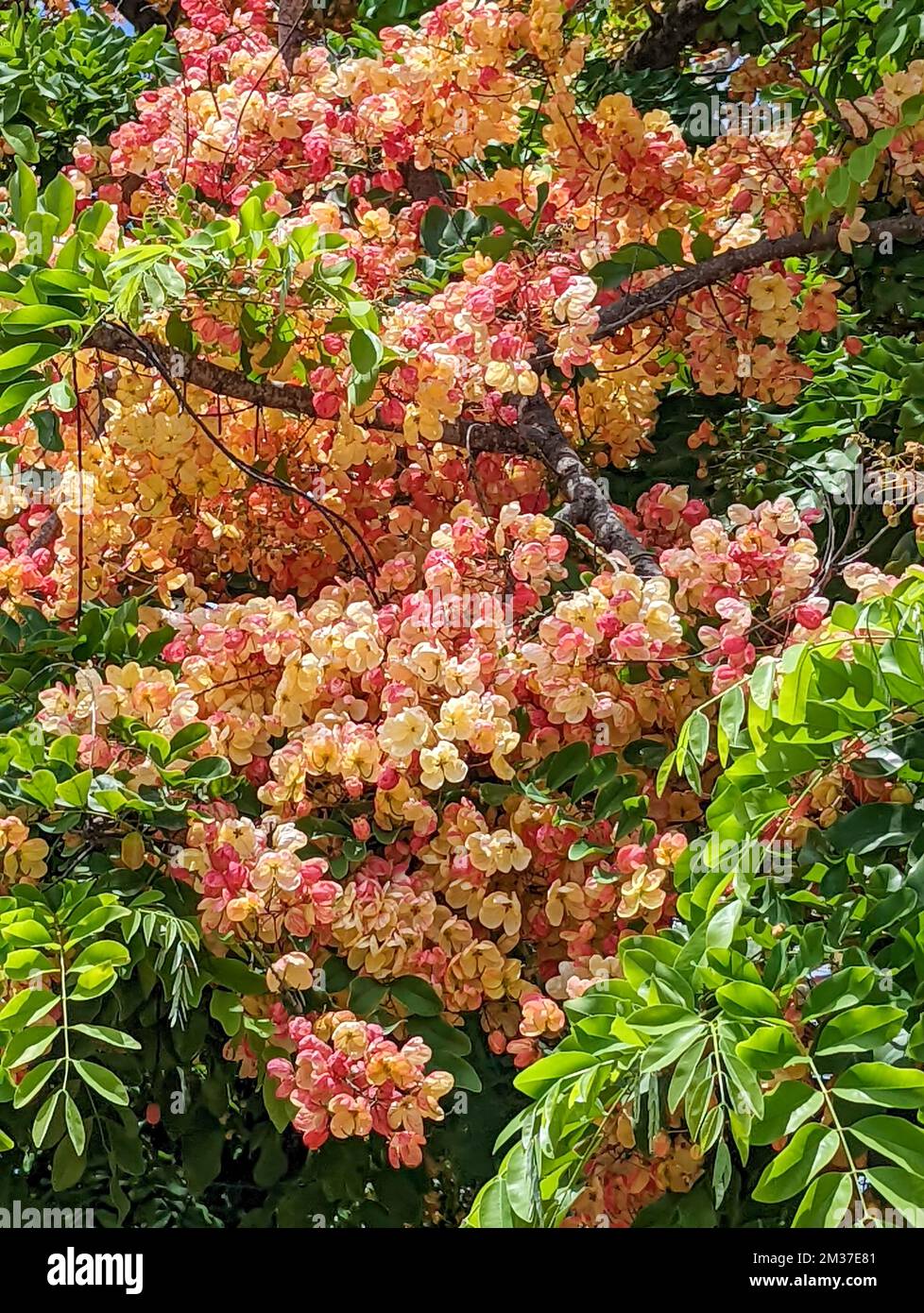 A vertical shot of tropical pink Cassia flowers tree in Oahu Hawaii Stock Photo