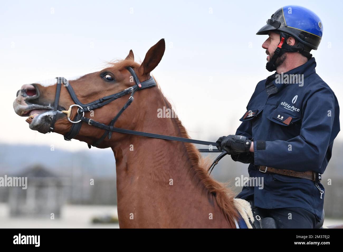Illustration picture taken during a visit to the Haras de Wisbecq, a