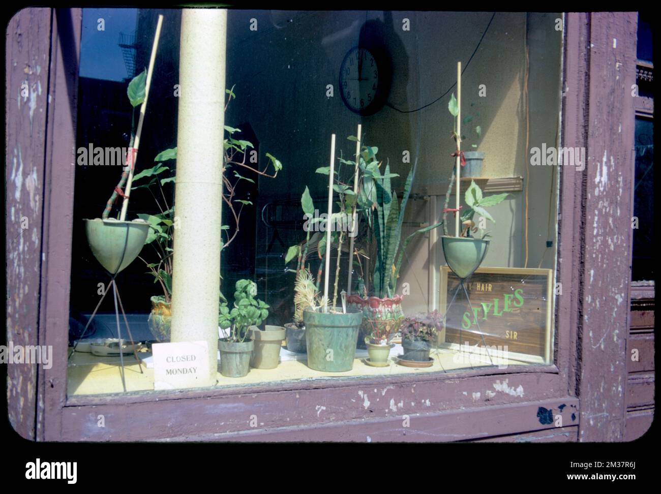 Hairstylist shop window , Show windows, Hairdressing, Plants, Window