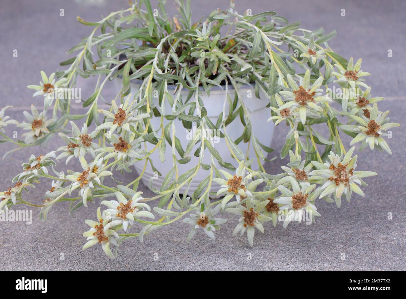 Blooming of Edelweiss flower. Leontopodium alpinum or Blossom of Snow ...