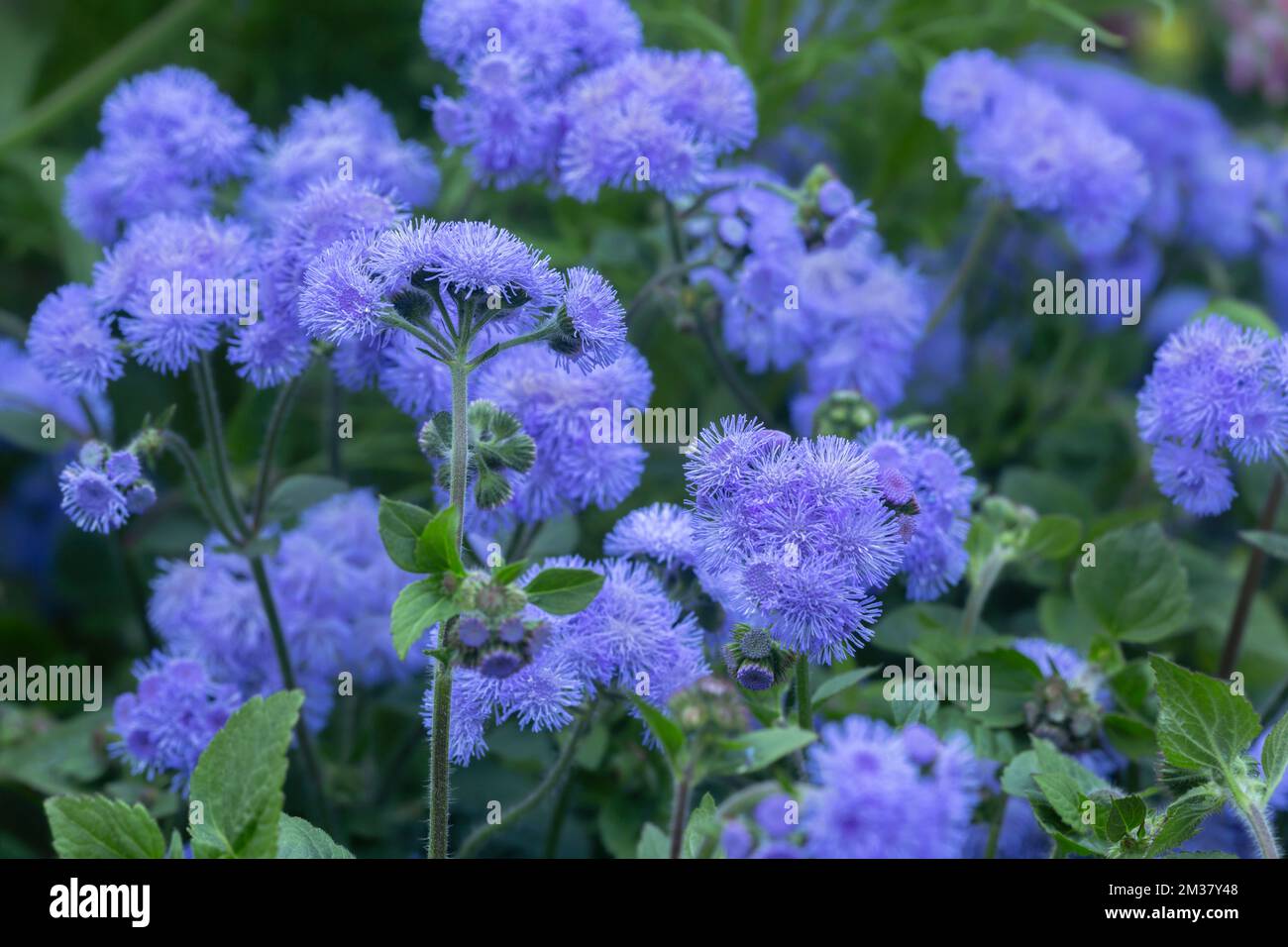 Flossflower, Ageratum houstonianum in bloom Stock Photo