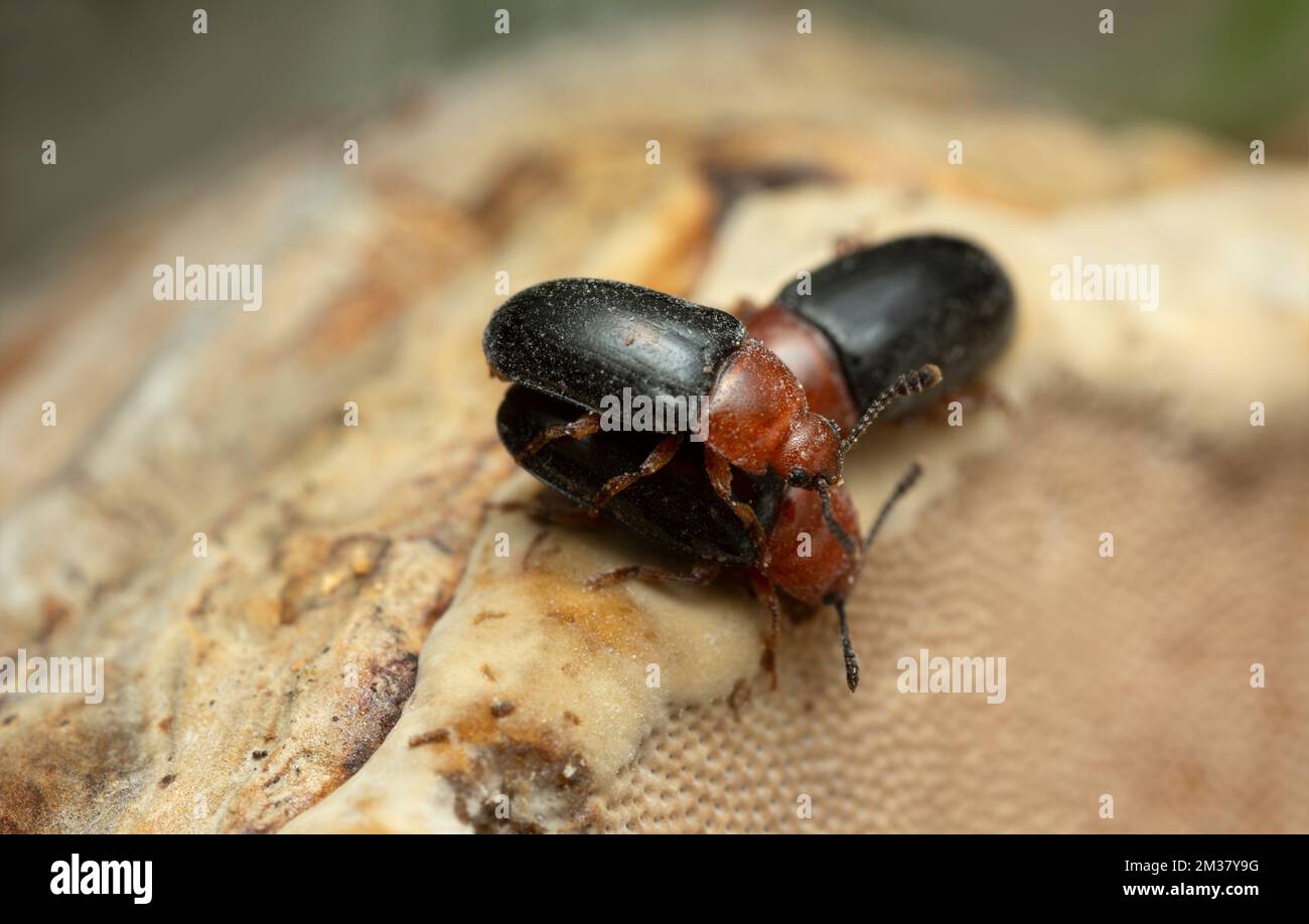 Pleasing fungus beetles, Triplax russica mating on fungi, macro photo Stock Photo
