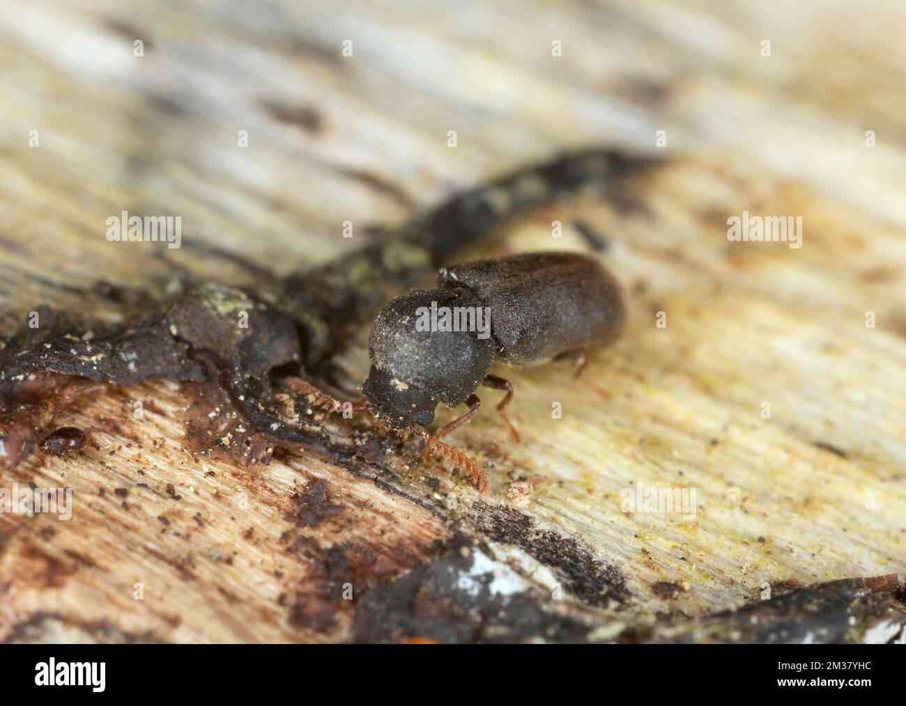 Death-watch beetle beetle, Ptilinus fuscus on aspen wood Stock Photo ...
