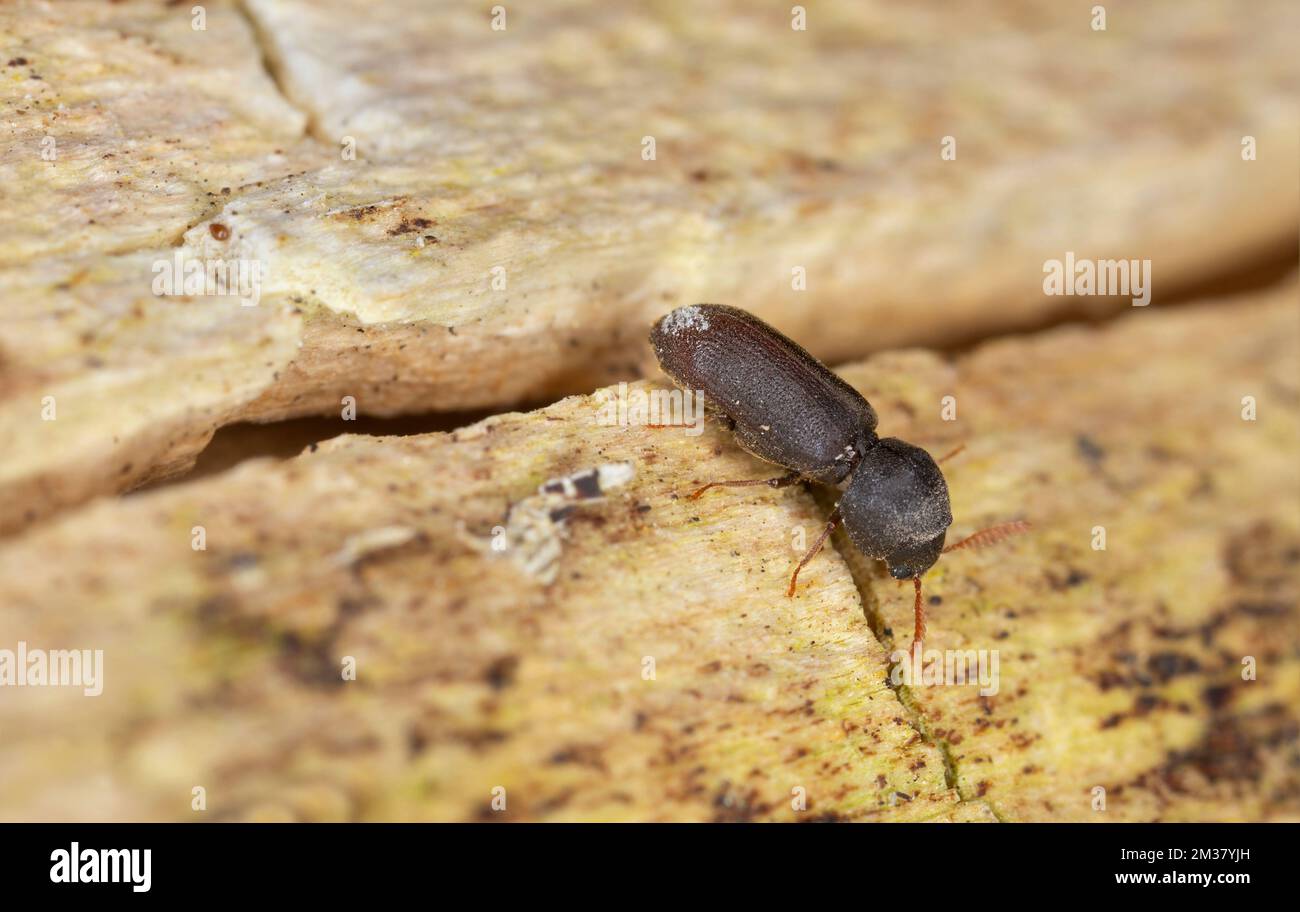 Death-watch beetle beetle, Ptilinus fuscus on aspen wood Stock Photo