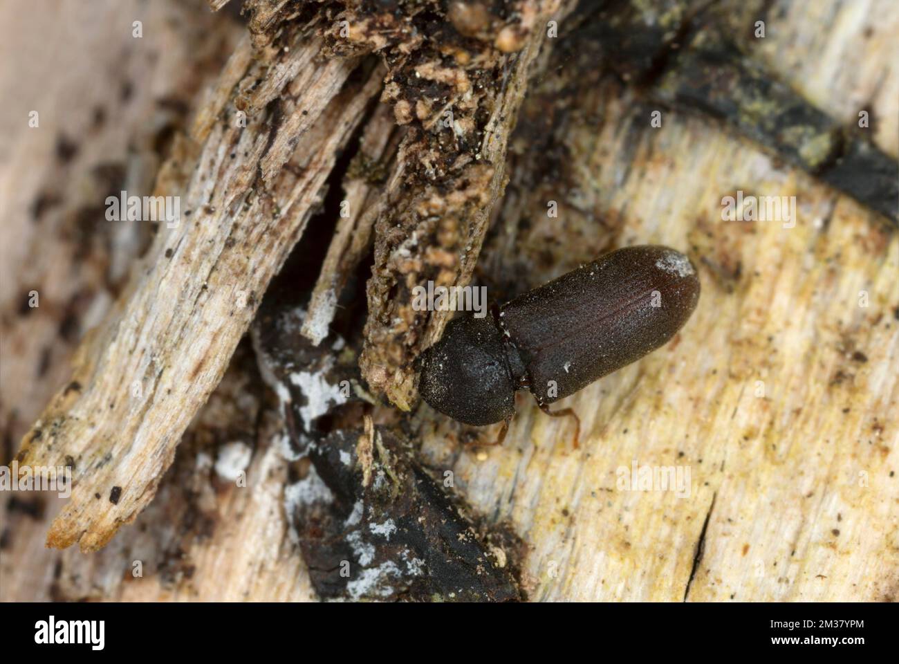 Death-watch beetle beetle, Ptilinus fuscus on aspen wood Stock Photo